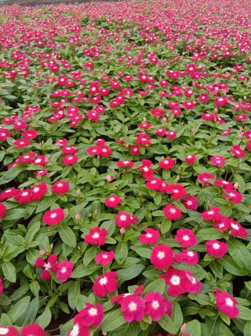 山东青州长春花基地直发可视频看货量大价优