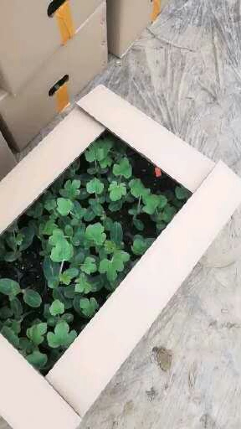 西瓜嫁接苗，西瓜直生苗强根苗，保证质量支持拿种子来代接