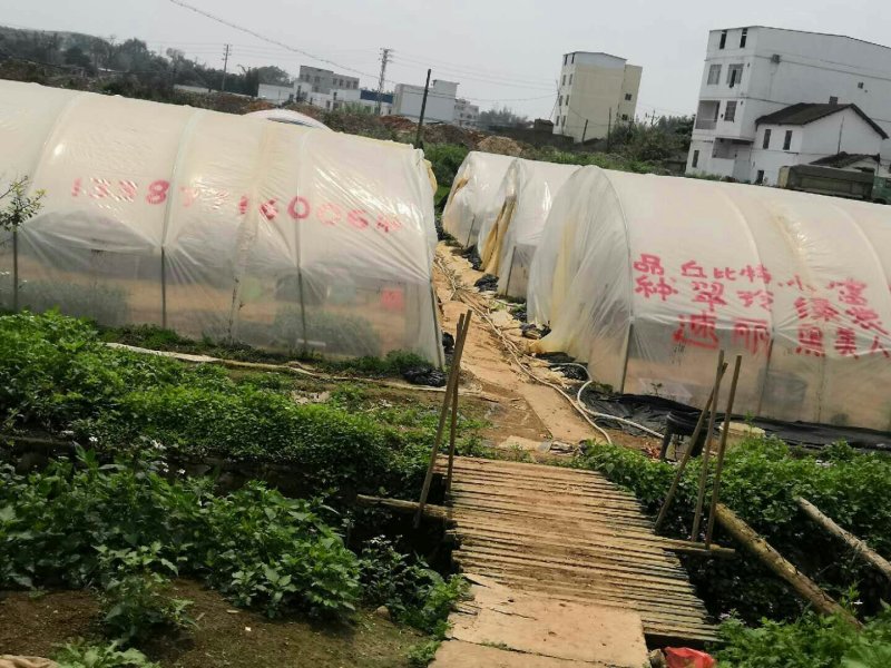 西瓜嫁接苗，西瓜直生苗强根苗，保证质量支持拿种子来代接