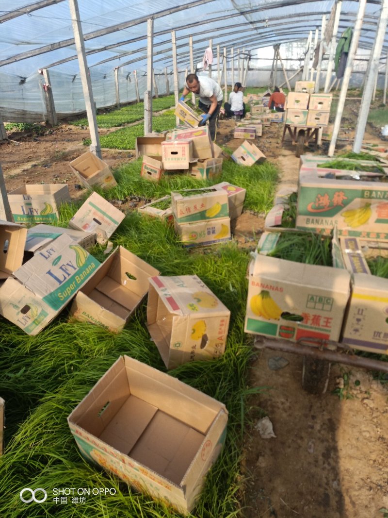 山东青州青绿苔草品种齐全价格优惠基地直发可视频看货