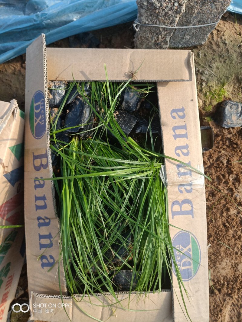 山东青州青绿苔草品种齐全价格优惠基地直发可视频看货