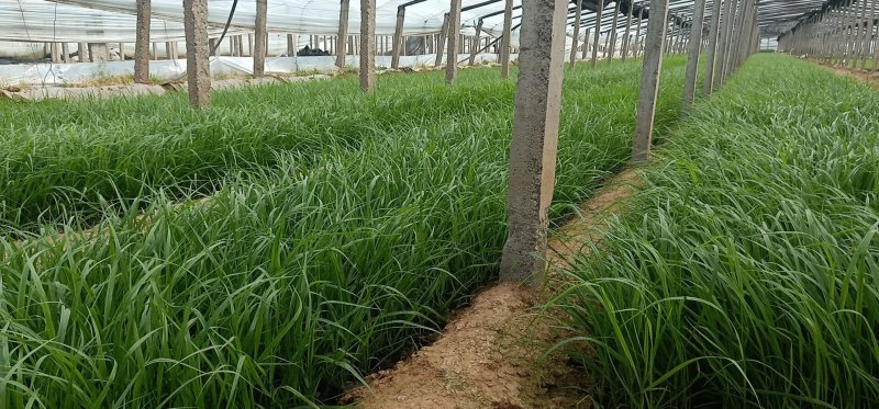 山东青州青绿苔草品种齐全价格优惠基地直发可视频看货