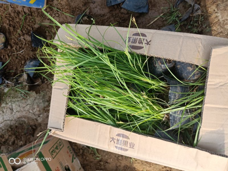山东青州青绿苔草品种齐全价格优惠基地直发可视频看货