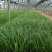 山东青州青绿苔草品种齐全价格优惠基地直发可视频看货