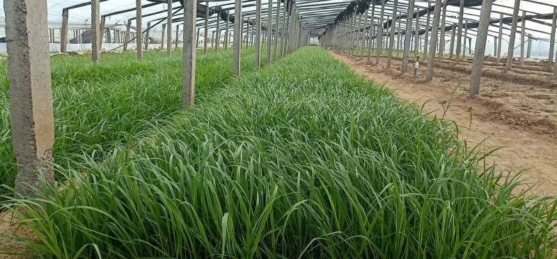 山东青州青绿苔草品种齐全价格优惠基地直发可视频看货