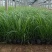 山东青州青绿苔草品种齐全价格优惠基地直发可视频看货
