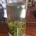 绿茶