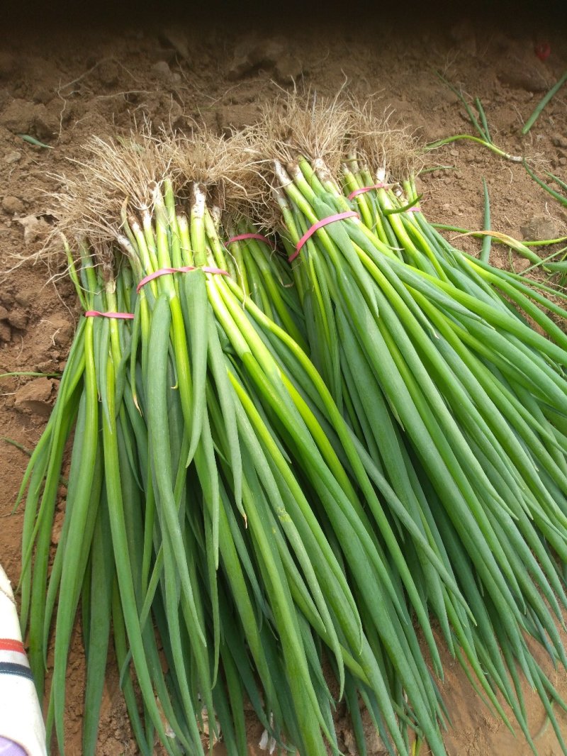 小葱，颜色嫩绿，大量上市，