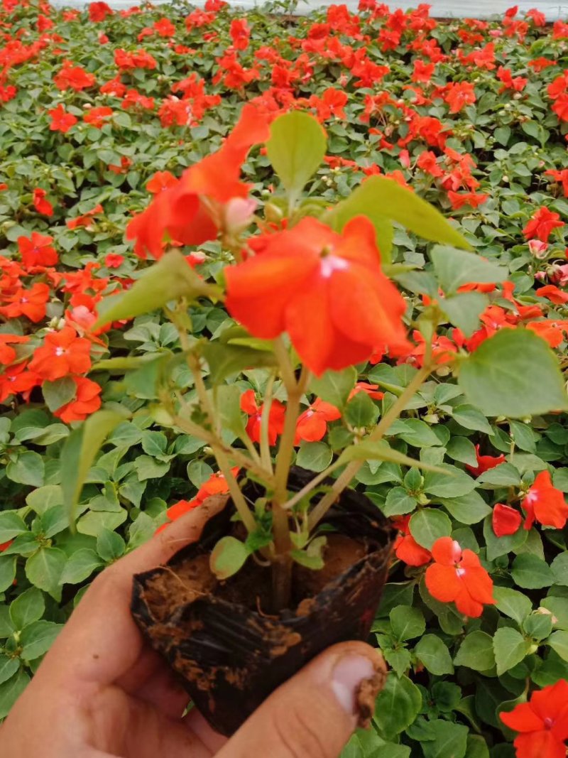 山东青州非洲凤仙花基地直发可视频看货量大价优
