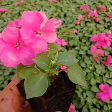 山东青州非洲凤仙花基地直发可视频看货量大价优