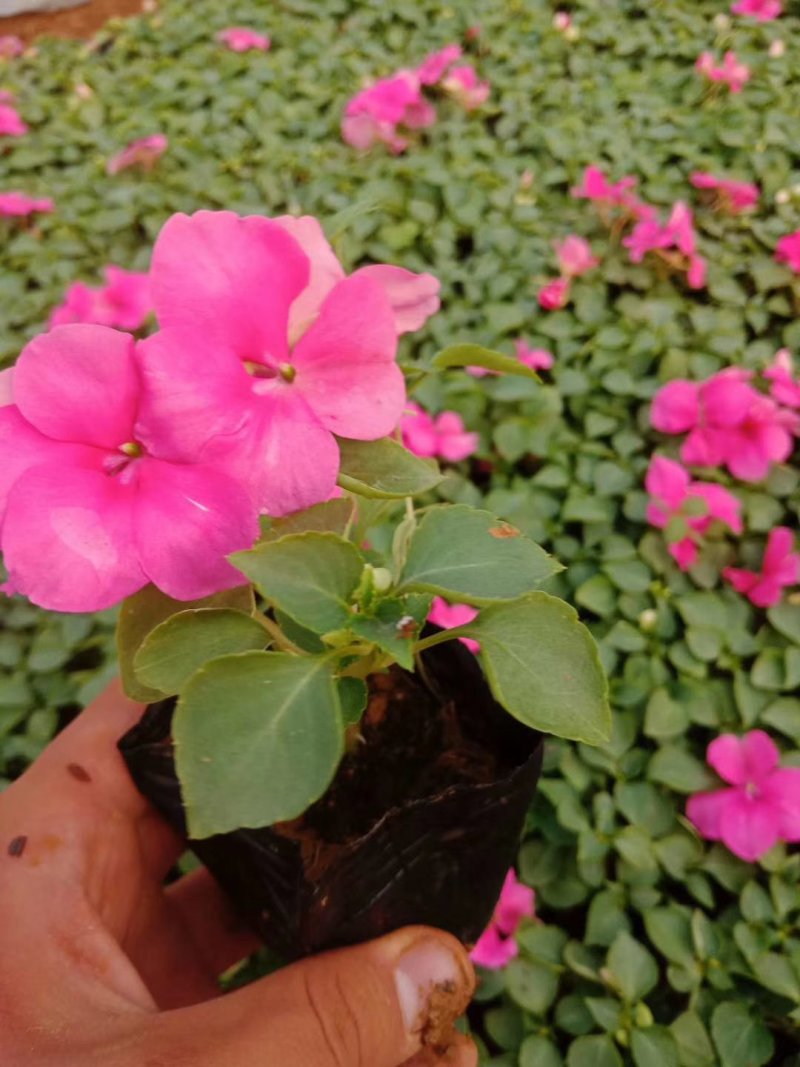 山东青州非洲凤仙花基地直发可视频看货量大价优