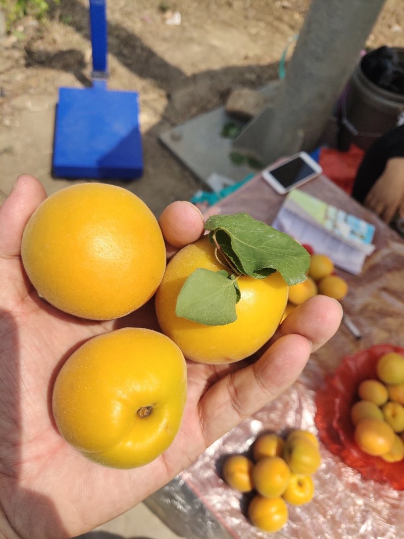 金太阳杏，凯特杏，产地直发，加工厂，电商，市场，超市