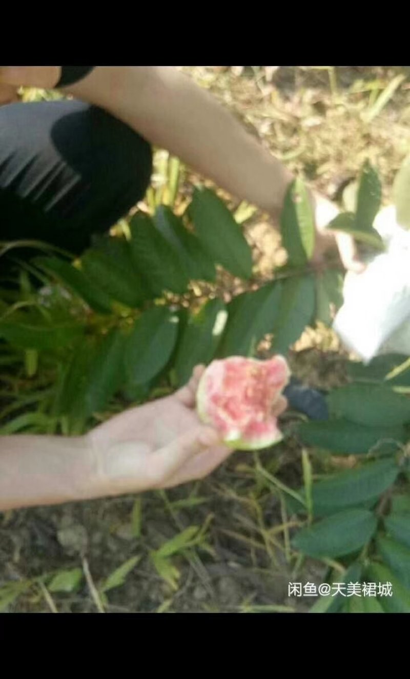 红心芭乐潘石榴秋果软芭乐
