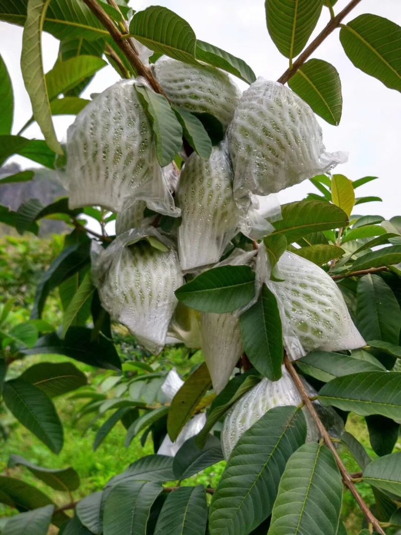 红心芭乐潘石榴秋果软芭乐