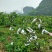 红心芭乐潘石榴秋果软芭乐