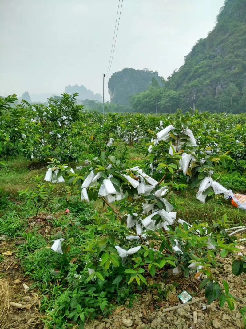 红心芭乐潘石榴秋果软芭乐