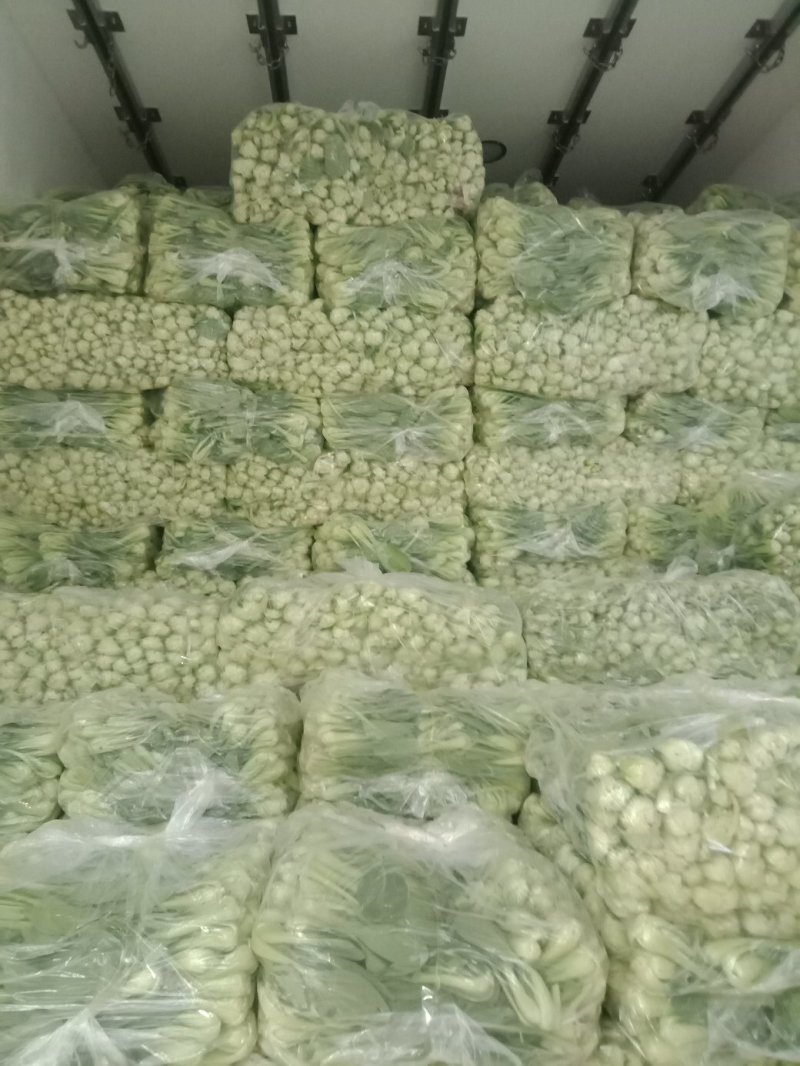 《精品上海青》精品油菜/曹县直发/全年有货保质保量
