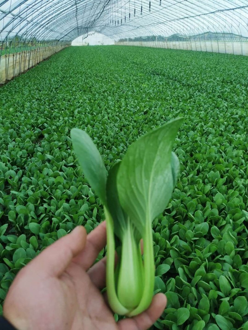 《精品上海青》精品油菜/曹县直发/全年有货保质保量