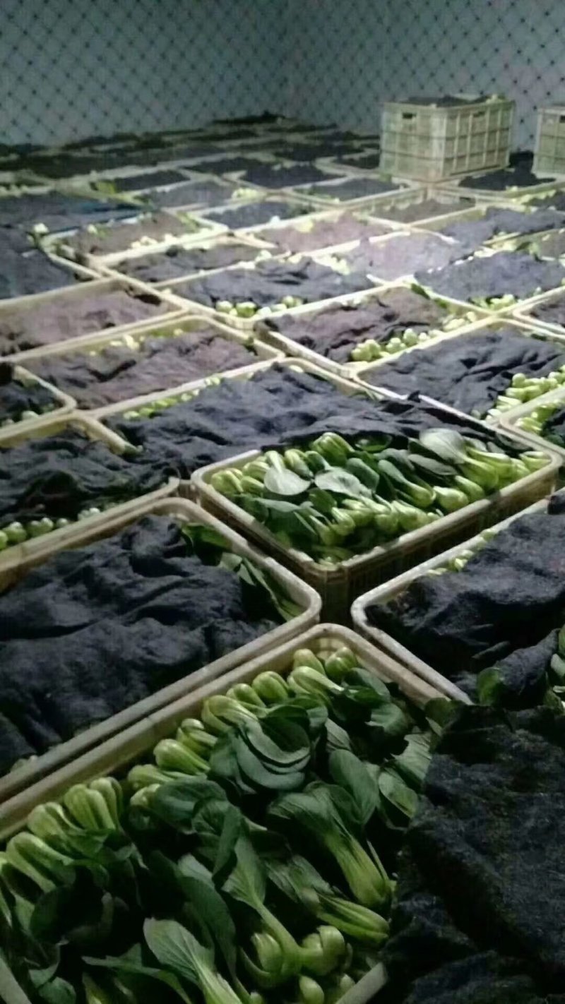 《精品上海青》精品油菜/曹县直发/全年有货保质保量