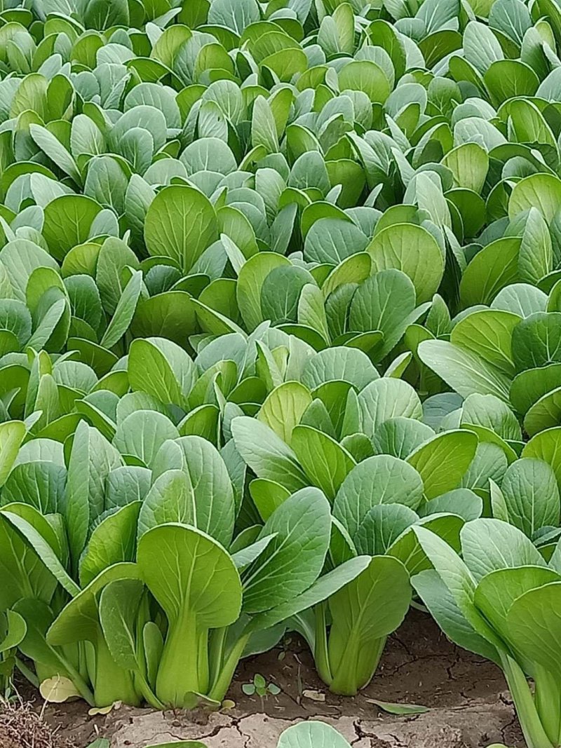 《精品上海青》精品油菜/曹县直发/全年有货保质保量