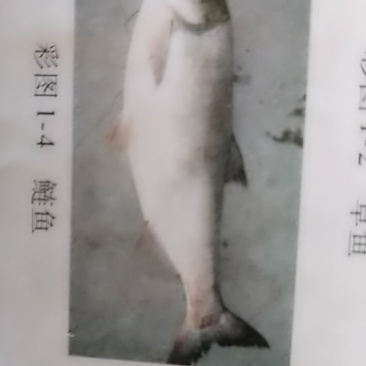白鲢苗有化水（水花），夏花，寸片等