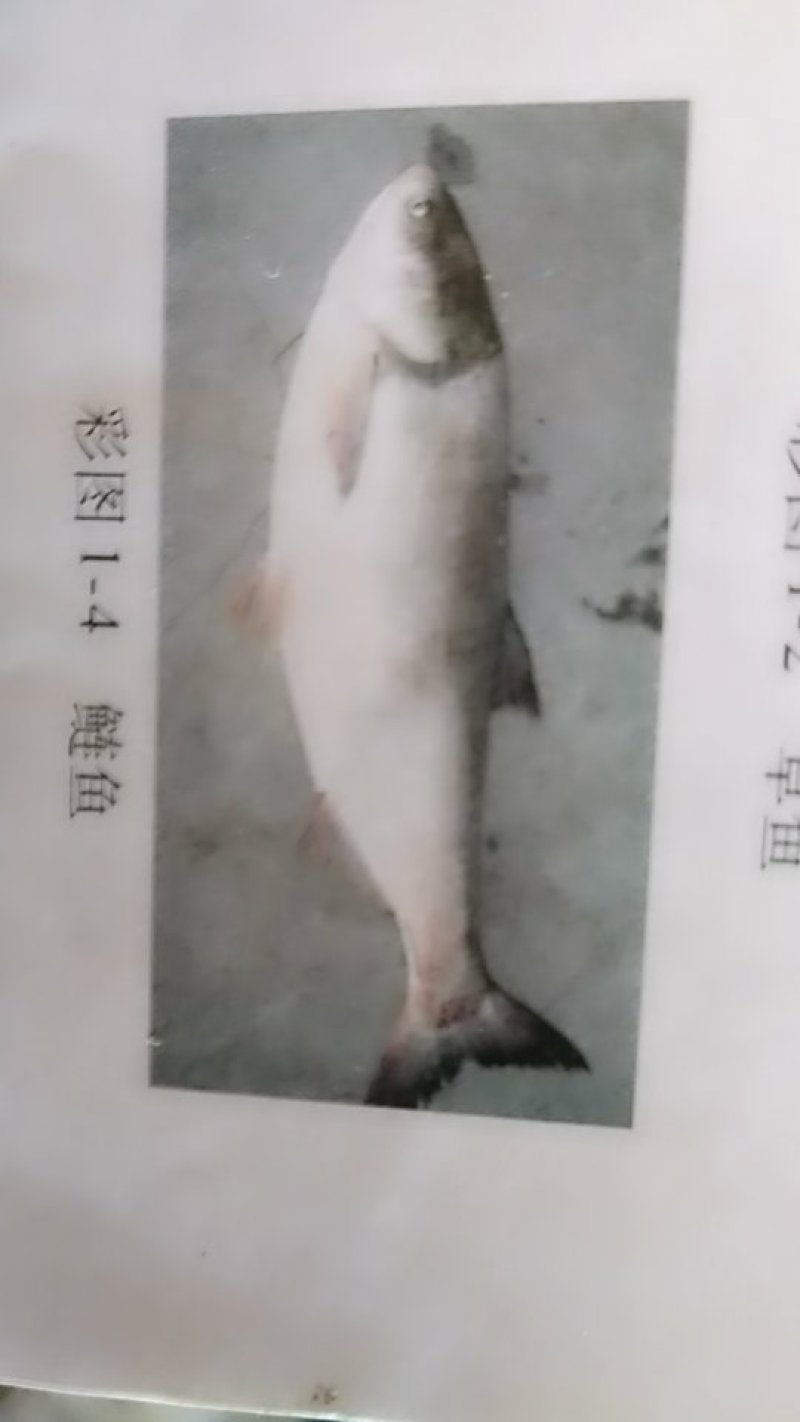白鲢苗有化水（水花），夏花，寸片等