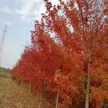 美国红枫、红冠红枫、欧洲白桦（传奇荣华）欧洲小叶椴绿化苗