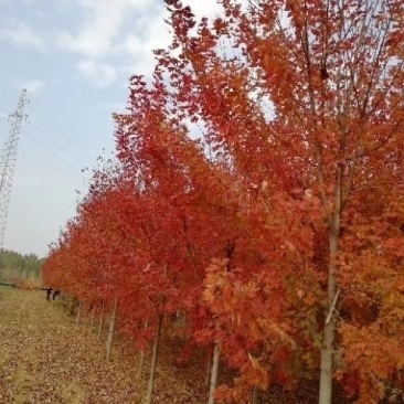 美国红枫、红冠红枫、欧洲白桦（传奇荣华）欧洲小叶椴绿化苗