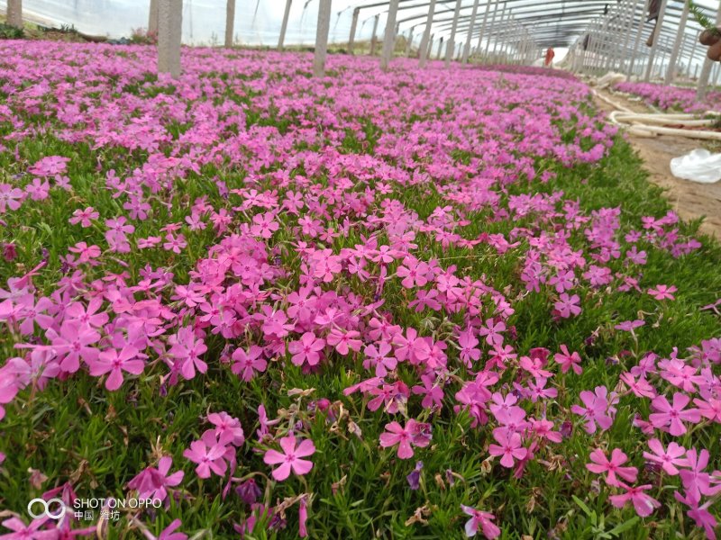 福禄考（芝樱）基地直发可视频看货量大价优