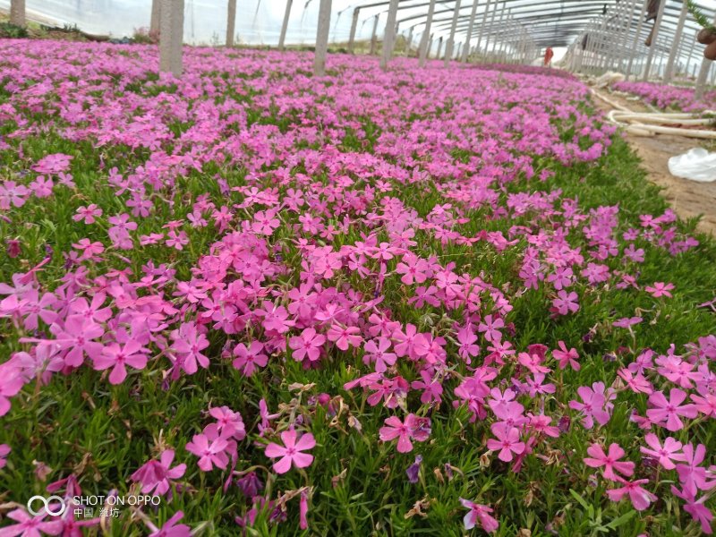福禄考（芝樱）基地直发可视频看货量大价优