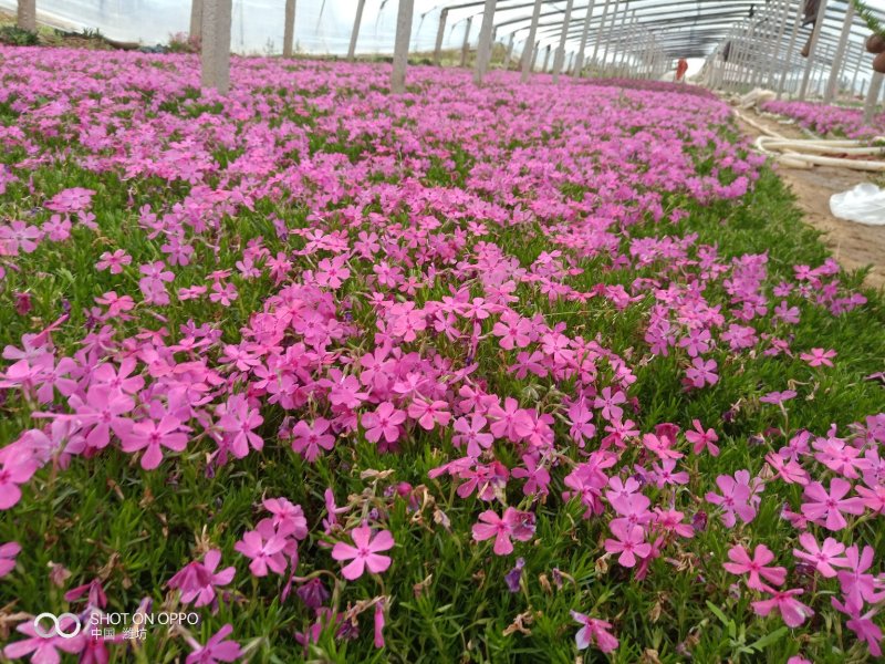 福禄考（芝樱）基地直发可视频看货量大价优