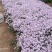 福禄考（芝樱）基地直发可视频看货量大价优
