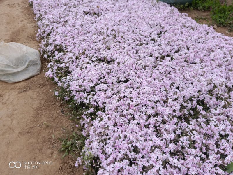 福禄考（芝樱）基地直发可视频看货量大价优