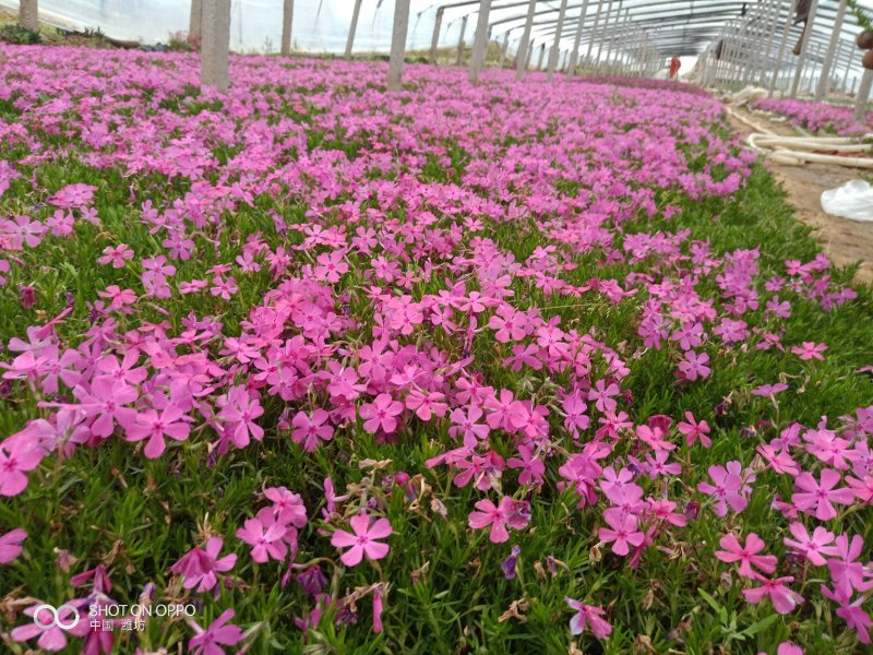 福禄考（芝樱）基地直发可视频看货量大价优