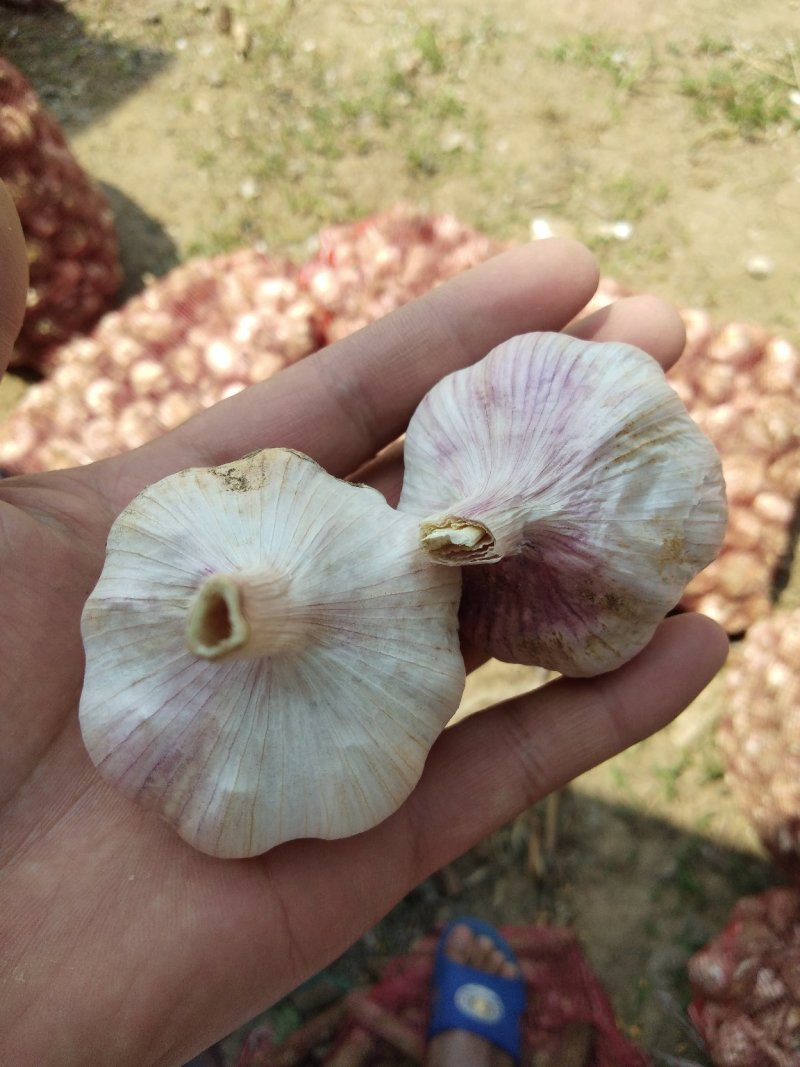 精品，大蒜大蒜，精品大蒜。基地直供。充足，价格便宜。