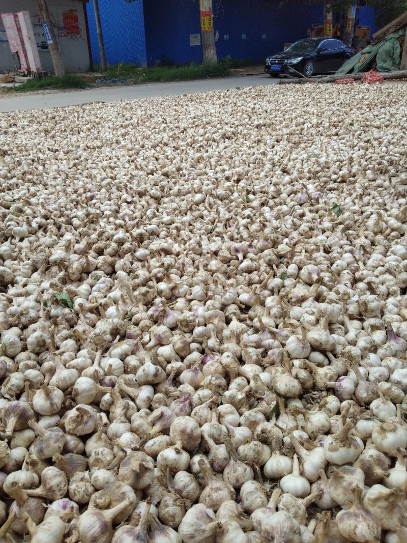 精品，大蒜大蒜，精品大蒜。基地直供。充足，价格便宜。