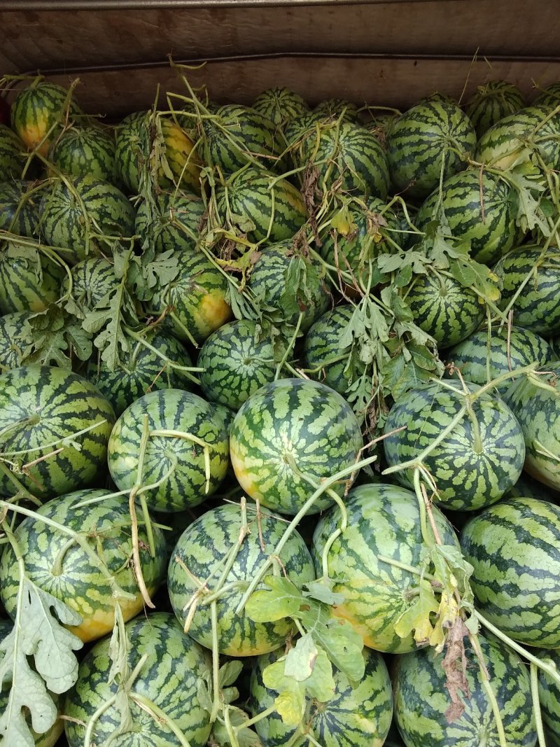 花长瓜大量上市了不嫁接直播苗万亩西瓜基地