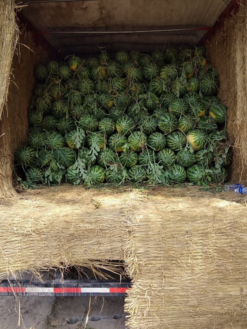 花长瓜大量上市了不嫁接直播苗万亩西瓜基地