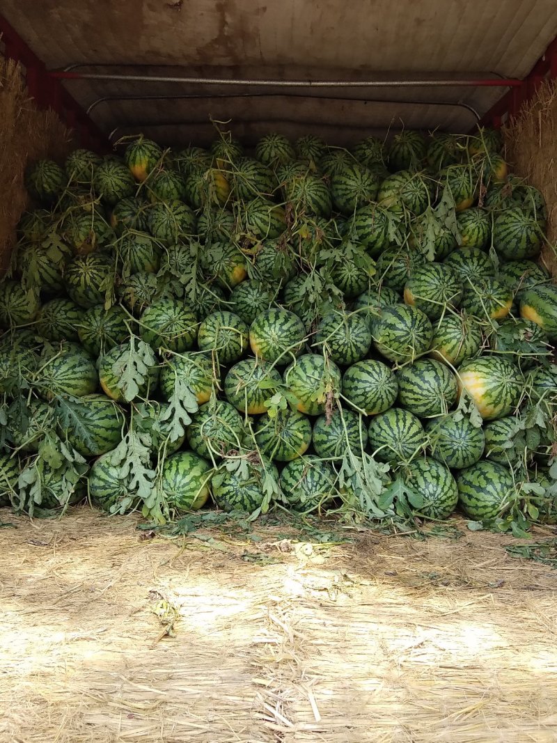 花长瓜大量上市了不嫁接直播苗万亩西瓜基地