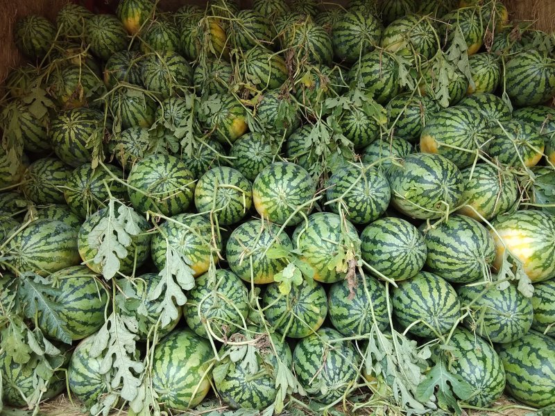 花长瓜大量上市了不嫁接直播苗万亩西瓜基地