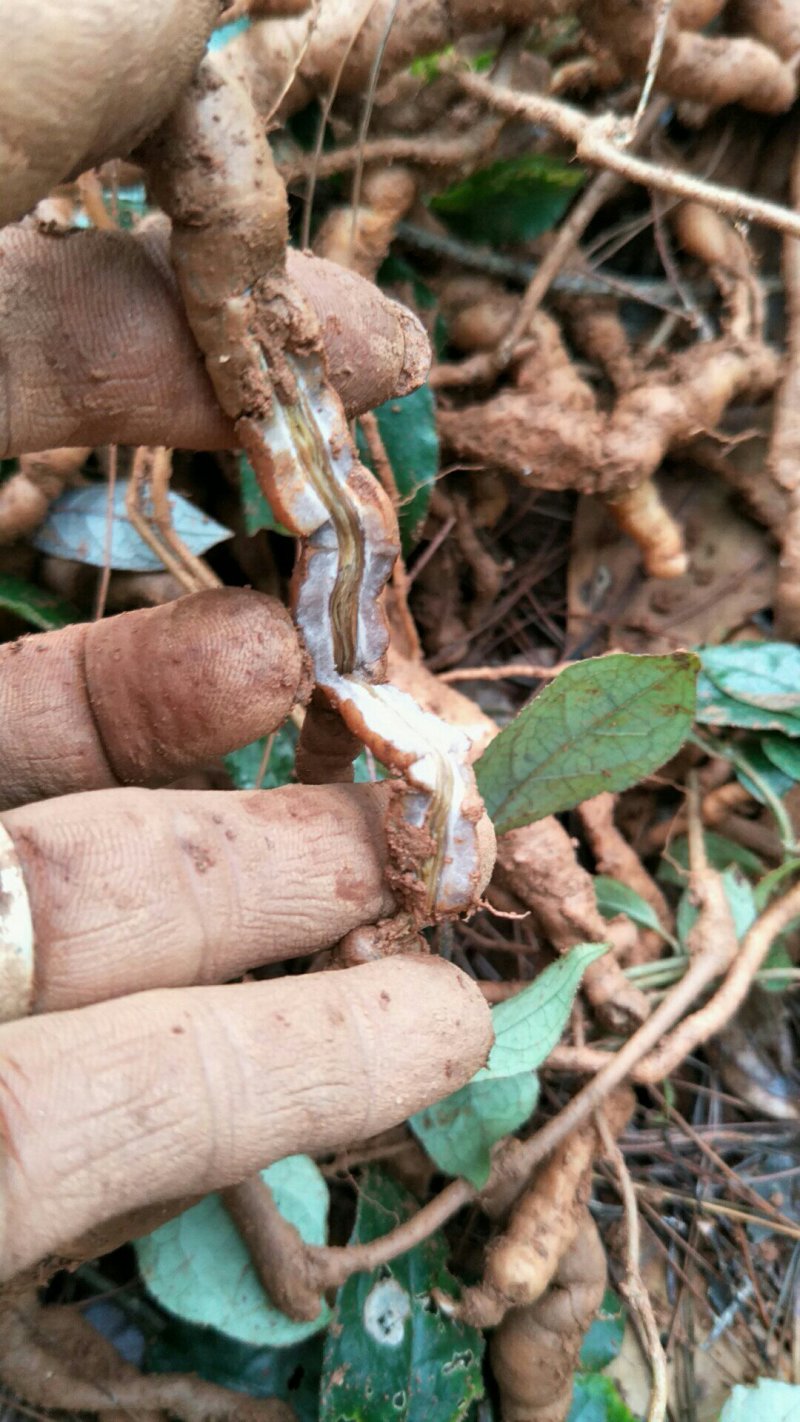 【广东】产地纯野紫肉巴戟天，效果好，货量大，欢迎前来选购