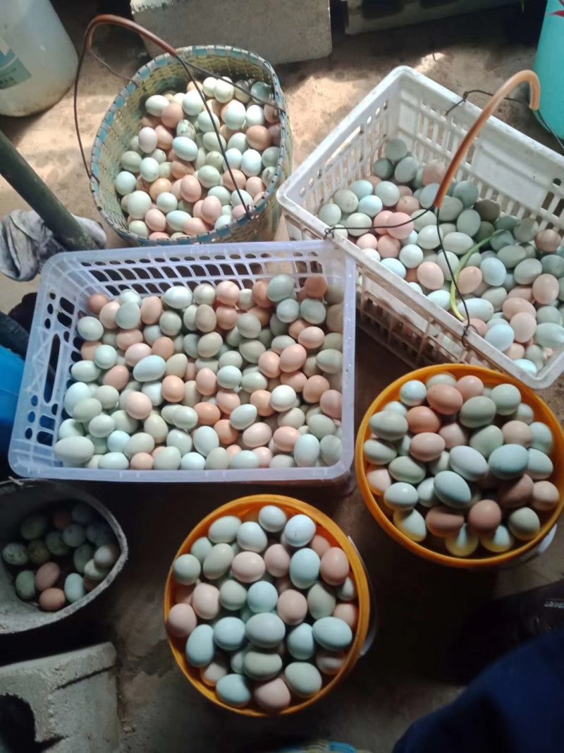 全部树林中散养的土鸡蛋