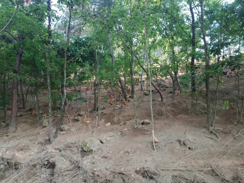 树林中散养跑地找食的土鸡