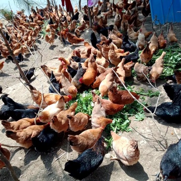 树林中散养跑地找食的土鸡
