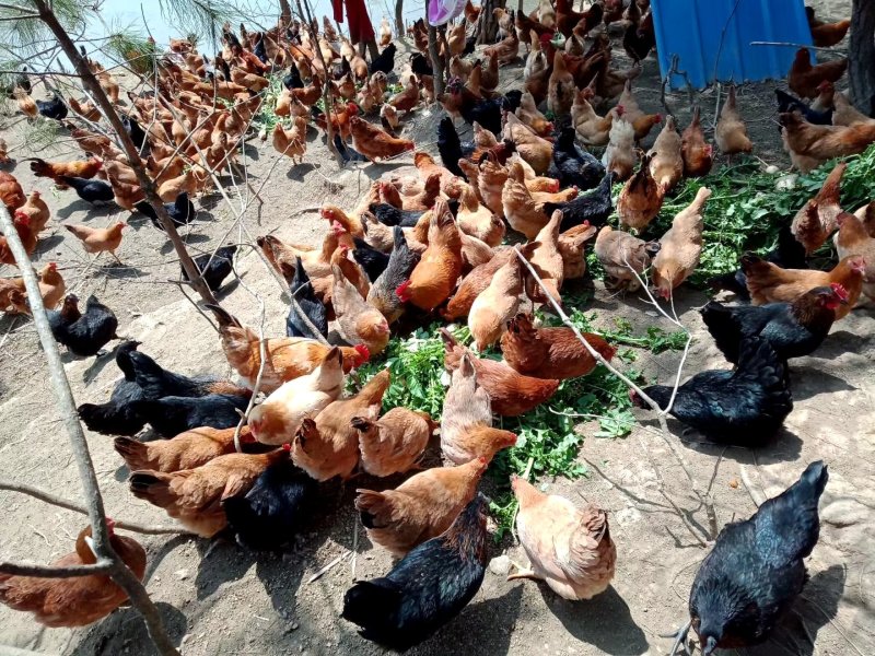 树林中散养跑地找食的土鸡