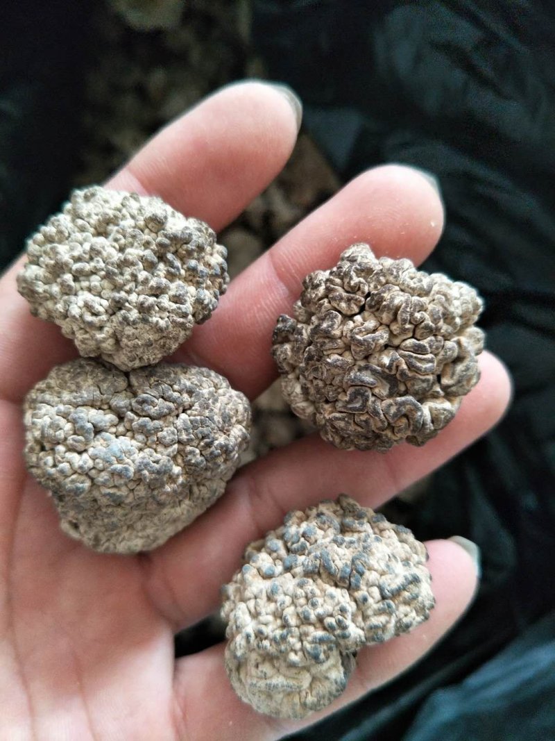榆耳，核桃菌，黑皮鸡纵菌，干货，食用菌干货