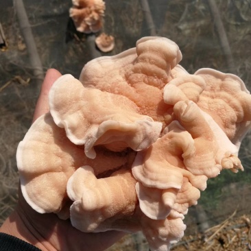 榆耳，核桃菌，黑皮鸡纵菌，干货，食用菌干货