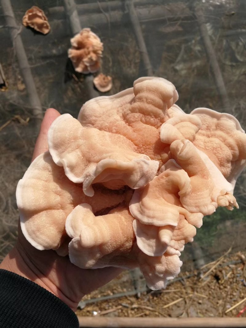 榆耳，核桃菌，黑皮鸡纵菌，干货，食用菌干货