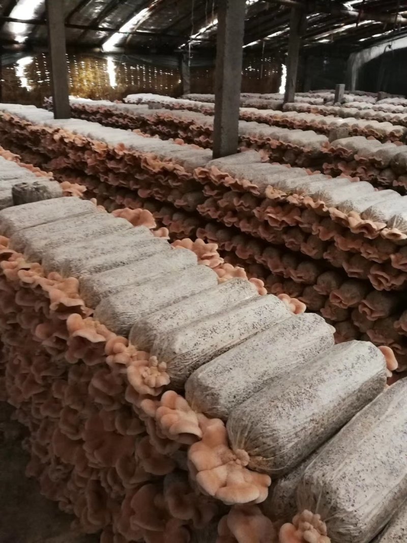 榆耳，核桃菌，黑皮鸡纵菌，干货，食用菌干货