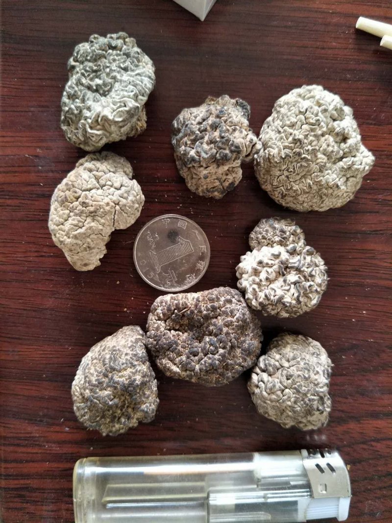 榆耳，核桃菌，黑皮鸡纵菌，干货，食用菌干货